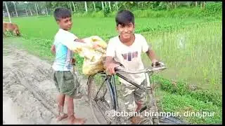 তাল বীজ রোপন/ বিরামপুর/ দিনাজপুর