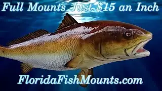 Custom Redfish Fish Mount Replicas by Greg Cassell at www.FloridaFishMounts.com