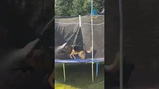 German Shepherd loves playing on trampoline while out for walkies 🐶❤️ 