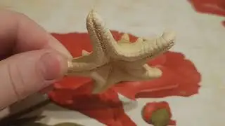 Морская звезда