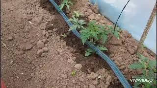 Лазурит. Мой опыт борьбы с травой.