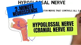 2-Minute Neuroscience: Hypoglossal Nerve (Cranial Nerve XII)