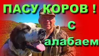 Как страшный и злой  алабай пасёт дойных коров лпх Бажениты