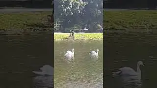 ЛЕБЕДИ.❤🦢❤🦢❤🦢❤🦢❤🦢❤🦢❤🦢❤🦢❤🦢❤🦢❤🦢❤🦢❤🦢❤🦢❤🦢❤🦢❤