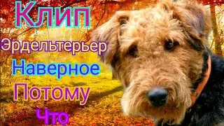 Эрдельтерьер|Клип|Наверное потому что