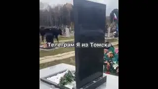 В Томске коровы разоряют кладбище витязям СВО