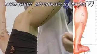 Секреты китайской медицины (70). Точка Вэй чжун. Меридиан мочевого пузыря V40.