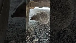 Друг зашёл в гости.