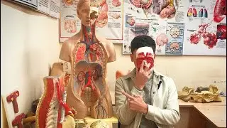 Osson Anatomiya 2-Dars yelka suyagi