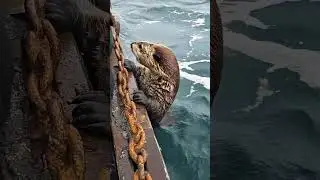 Giant Sea Monsters Caught by Fishermen! 🐙🎣#GiantSeaCreatures #FishingDiscoveries #OceanMysteries