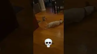 Cats are scary sometimes #cats #yrtshorts #shorts