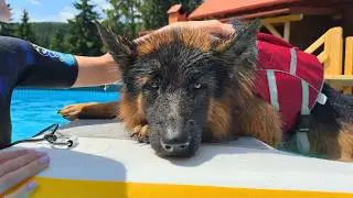 Heartbroken German Shepherd Cries for His Toy at the Bottom of the Pool