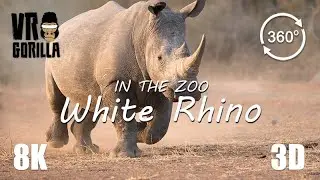 VR in the Zoo: White Rhinoceros (short) - 8K 360 3D