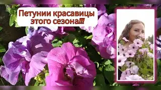 Эти Петунии мне понравились больше всего в этом году!!!🤗🌺