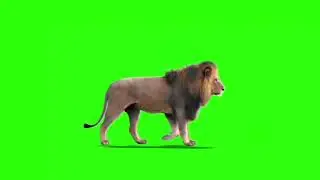 Футаж лев на зелёном фоне - хромакей