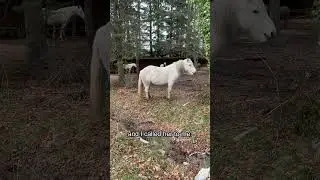 Connected, Independent, Confident Problem-solver - I want it all!  #horsebehavior #equinelearning