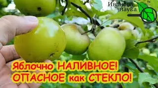 ЧЕГО НЕ ХВАТАЕТ ДЕРЕВЬЯМ? Чем подкормить яблоню от гнили плодов. Стекловидность плодов. Как лечить.