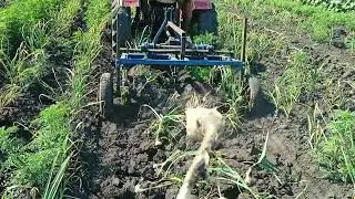 Збір урожаю часника 2023