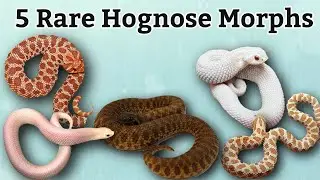 My Top 5 Rarest Hognose Morphs