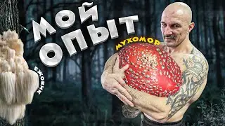 МУХОМОР И ЕЖОВИК - КАКОЙ ЭФФЕКТ ЗА 3 ГОДА?