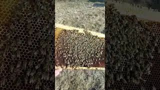 погибшие пчёлы 