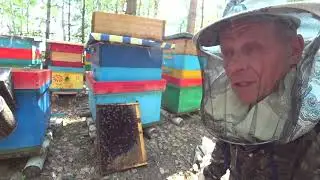 ПЧЁЛЫ ЗАЛИВАЮТ ВСЕ МАГАЗИНЫ НА ТОЧКЕ №2, МЕНЯЕМ МАТОК.