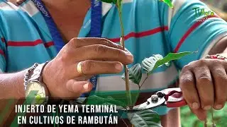 Injerto de yema terminal en cultivos de rambután - TvAgro por Juan Gonzalo Angel Restrepo