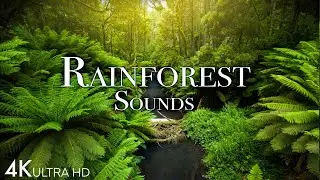 Rainforest Soundscape 4K 🌳🎵 | Pure Bliss for Relaxation and Meditation 