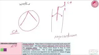 Adenosine triphosphate