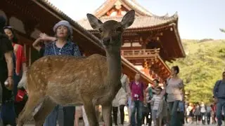 Nara Deer visit the temple - Japan: Earths Enchanted Islands: Episode 1 Preview - BBC Two