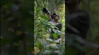 Bird Photography in India #shortvideo  #shortsfeed  #shorts  #shortvideos  #nature  #birds