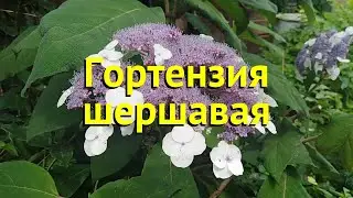 Гортензия шершавая шершавая. Краткий обзор, описание характеристик hydrangea villosa