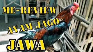 WOW! Ngereview Ayam Jago Jawa saya yang beratnya mencapai 3 KG