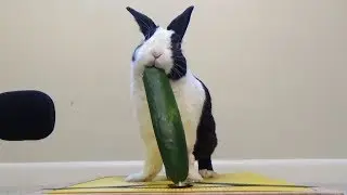 Rabbit eating cucumber ASMR