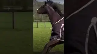 Horse in happy mood after win race 