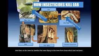 Long-term ash tree protection from emerald ash borer