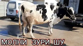 1  ЧИ  КОРИН  СИГИРЛАР  КЕЛДИ  СОТИЛАДИ,998288855