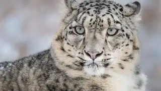 Удивительная дикая природа .2 выпуск.