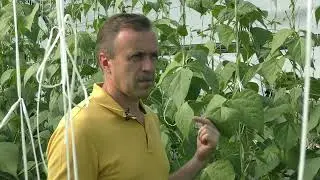 Спаржевая фасоль - источник витаминов