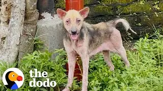 Hairless, Skinny Dog Who Took Weeks To Rescue Is So Fluffy Now | The Dodo