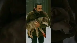 реальная история до слёз про животных волк 