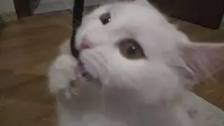 Beyaz tatlı kedi iple oynuyor
