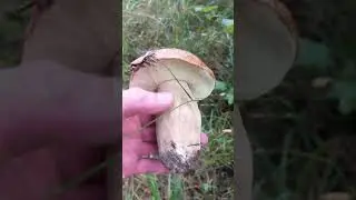 Белые грибы