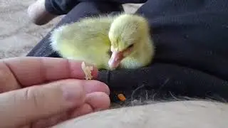 просто смотрите!