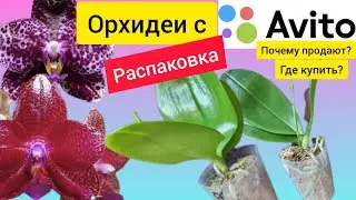 Где и как купить орхидею? Мои новинки с Авито! Почему продают свои коллекции. Mituo 'Python' 'Lava'