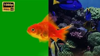 Goldfish Green Screen Background Video