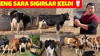 %.1. ARZONCHI .50. LITIRLI. SIGIRLAR K. YANGI PARTIYA💯😲99-820-85-05. 97-709-25-06