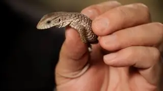 5 Care Tips for Savannah Monitor | Pet Reptiles