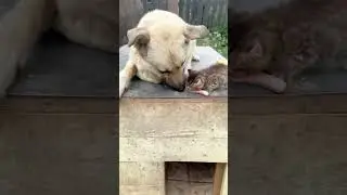 Котенок поделился сосиской со своим большим другом и все остались довольны😀
