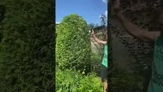 Секрет пышной, плотной туи прост - это постоянная стрижка 👌
